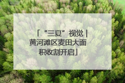 “三夏”视觉｜黄河滩区麦田大面积收割开启