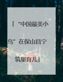 “中国最美小鸟”在保山昌宁筑巢育儿
