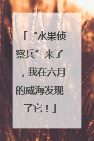 “水果侦察兵”来了，我在六月的威海发现了它！