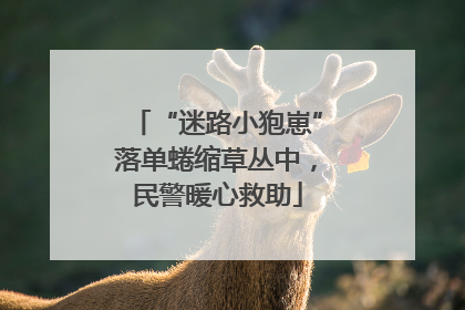 “迷路小狍崽”落单蜷缩草丛中，民警暖心救助