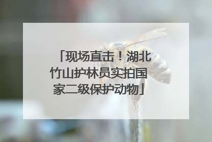 现场直击！湖北竹山护林员实拍国家二级保护动物