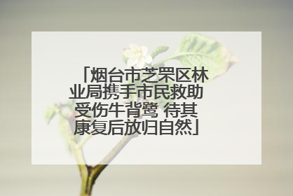 烟台市芝罘区林业局携手市民救助受伤牛背鹭 待其康复后放归自然