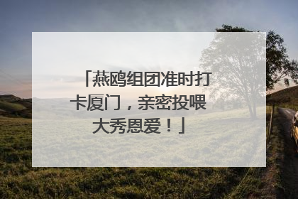 燕鸥组团准时打卡厦门，亲密投喂大秀恩爱！
