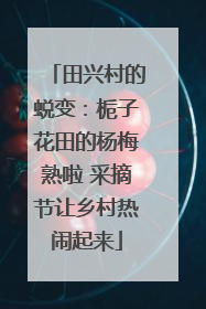 田兴村的蜕变：栀子花田的杨梅熟啦 采摘节让乡村热闹起来