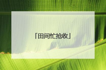 田间忙抢收