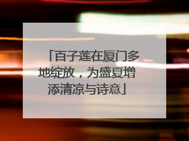 百子莲在厦门多地绽放，为盛夏增添清凉与诗意