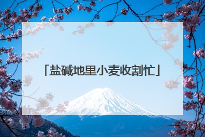 盐碱地里小麦收割忙