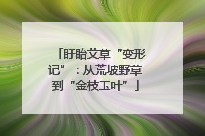 盱眙艾草“变形记”：从荒坡野草到“金枝玉叶”