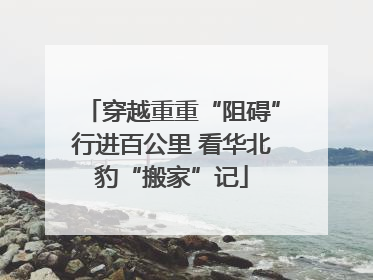 穿越重重“阻碍”行进百公里 看华北豹“搬家”记