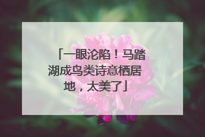一眼沦陷！马踏湖成鸟类诗意栖居地，太美了