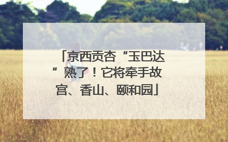 京西贡杏“玉巴达”熟了！它将牵手故宫、香山、颐和园