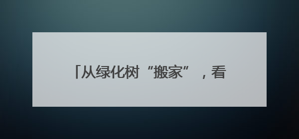 从绿化树“搬家”，看潍坊坊子创新道路绿化机制实现降本增效生态美