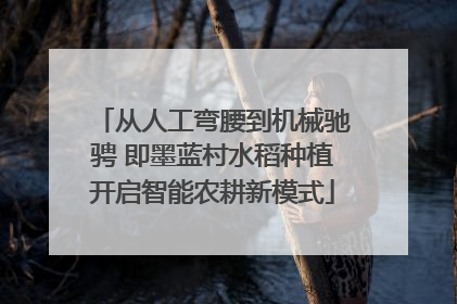 从人工弯腰到机械驰骋 即墨蓝村水稻种植开启智能农耕新模式