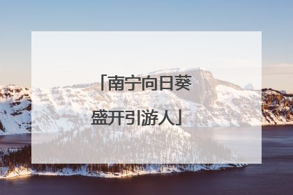南宁向日葵盛开引游人