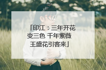 印江：三年开花变三色 千年紫薇王盛花引客来