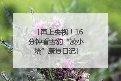 再上央视！16分钟看雪豹“凌小蛰”康复日记