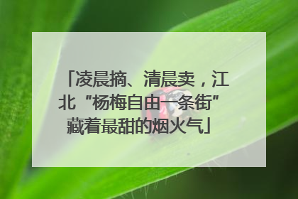 凌晨摘、清晨卖，江北“杨梅自由一条街”藏着最甜的烟火气