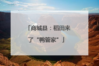 商城县：稻田来了“鸭管家”