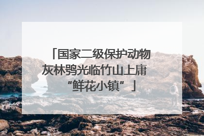 国家二级保护动物灰林鸮光临竹山上庸“鲜花小镇”