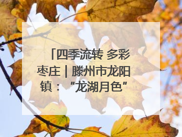 四季流转 多彩枣庄｜滕州市龙阳镇：“龙湖月色”向日葵花海 绘就乡村振兴新画卷