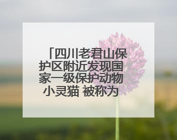 四川老君山保护区附近发现国家一级保护动物小灵猫 被称为“生态试纸”