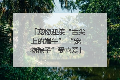 宠物迎接“舌尖上的端午” “宠物粽子”受喜爱