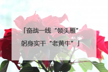 奋战一线“领头雁” 躬身实干“老黄牛”