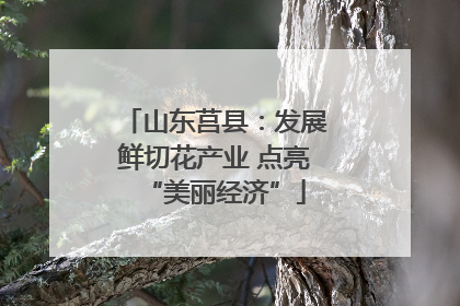 山东莒县：发展鲜切花产业 点亮“美丽经济”
