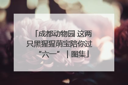 成都动物园 这两只黑猩猩萌宝陪你过“六一”｜图集