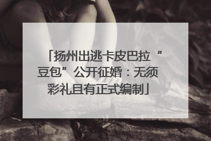 扬州出逃卡皮巴拉“豆包”公开征婚：无须彩礼且有正式编制
