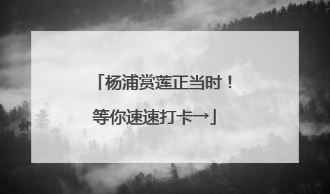杨浦赏莲正当时！等你速速打卡→