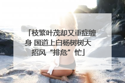 枝繁叶茂却又重症缠身 国道上白杨树树大招风“排危”忙