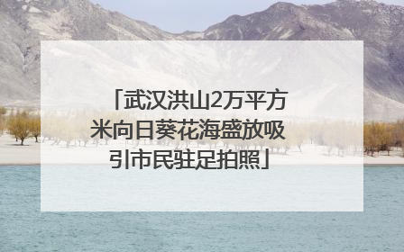 武汉洪山2万平方米向日葵花海盛放吸引市民驻足拍照