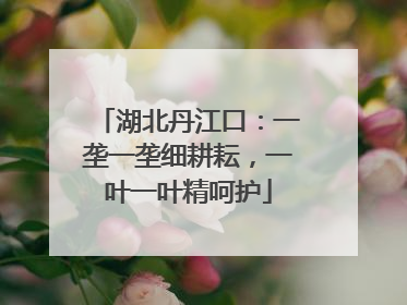 湖北丹江口：一垄一垄细耕耘，一叶一叶精呵护