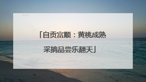 自贡富顺：黄桃成熟 采摘品尝乐翻天