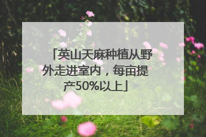 英山天麻种植从野外走进室内，每亩提产50%以上