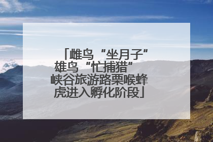 雌鸟“坐月子”雄鸟“忙捕猎” 峡谷旅游路栗喉蜂虎进入孵化阶段