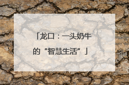 龙口：一头奶牛的“智慧生活”