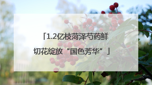 1.2亿枝菏泽芍药鲜切花绽放“国色芳华”