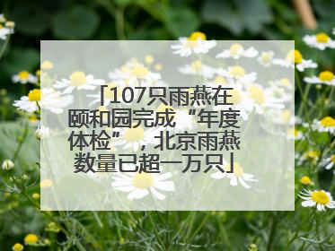 107只雨燕在颐和园完成“年度体检”，北京雨燕数量已超一万只